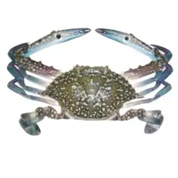 crab whole 150/200 price
