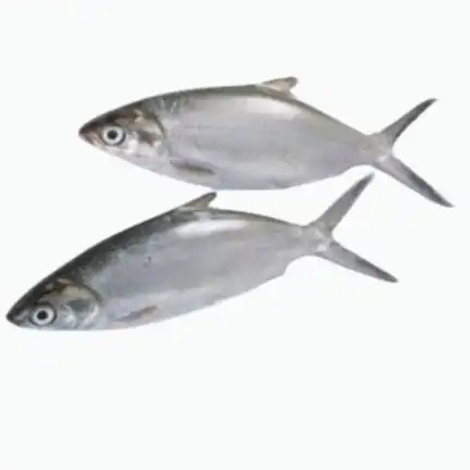 Frozen Milk fish supplier in UAE