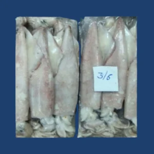 Frozen 3/6 Squid Whole