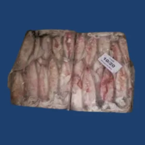 Frozen 10/20 Squid Whole
