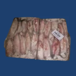 Frozen 20/40 Squid Whole