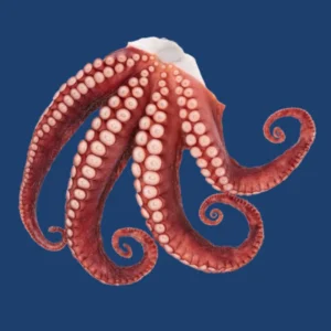 Frozen Octopus Tentacles big size