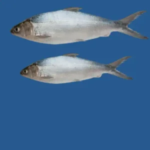 Milk Fish