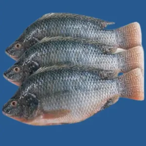 Frozen Tilapia whole 400/600 gram size