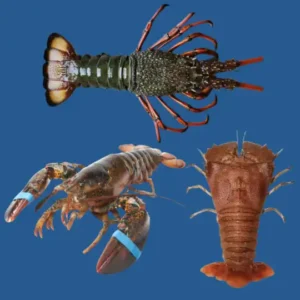 Lobster
