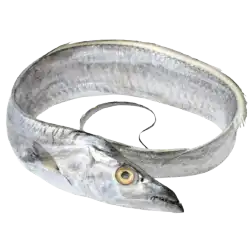 Belt fish price in UAE