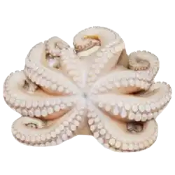 Octopus supplier in UAE