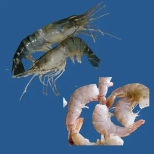 Scampi