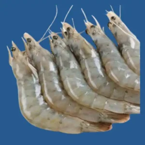 Iranian Shrimps
