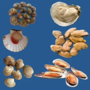 Fish With Shells