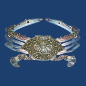 Crab Whole Frozen-150-200-gram-size
