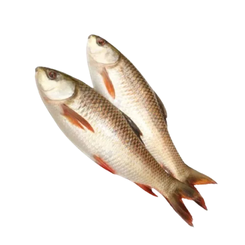 Rohu supplier in UAE