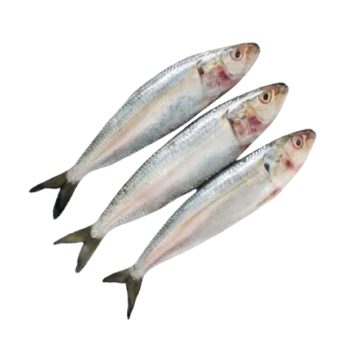 Sadrin fish