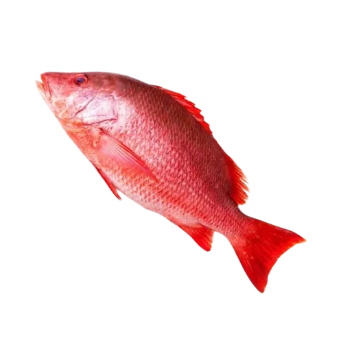 Red snapper fish supplier in UAE