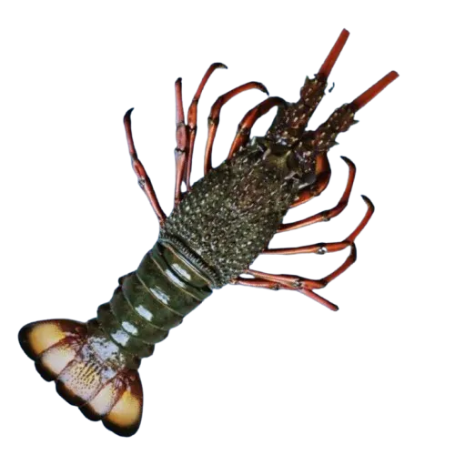 Lobster whole 800/1000 Gram size in UAE
