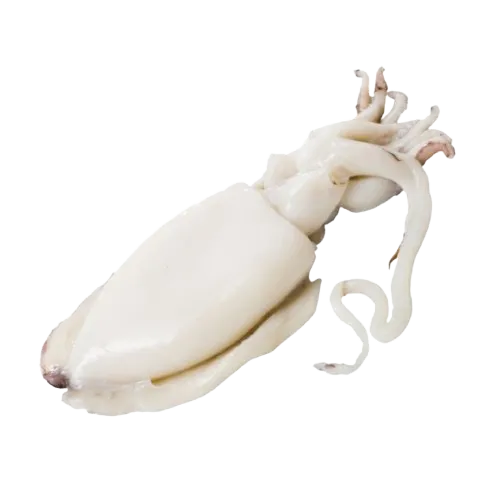 Cuttle Fish