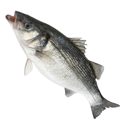 Seabass supplier in UAE