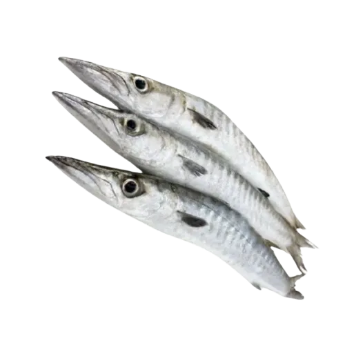 Barracuda supplier in UAE