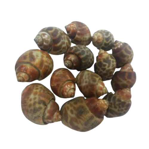 Frozen Baigai supplier in UAE