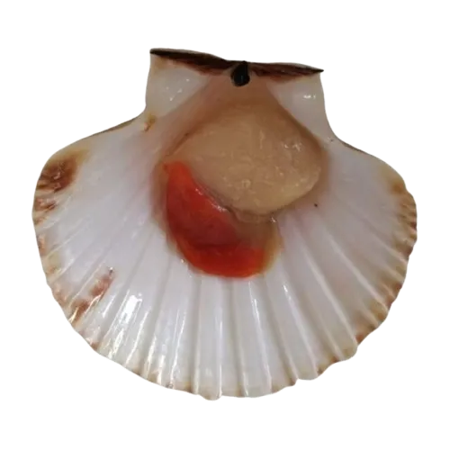 Scallops supplier in UAE