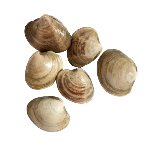 Clams price in UAE