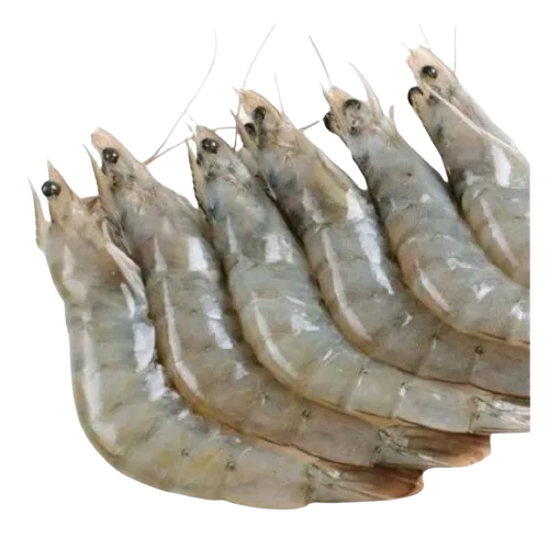 Iranian Shrimps supplier in UAE