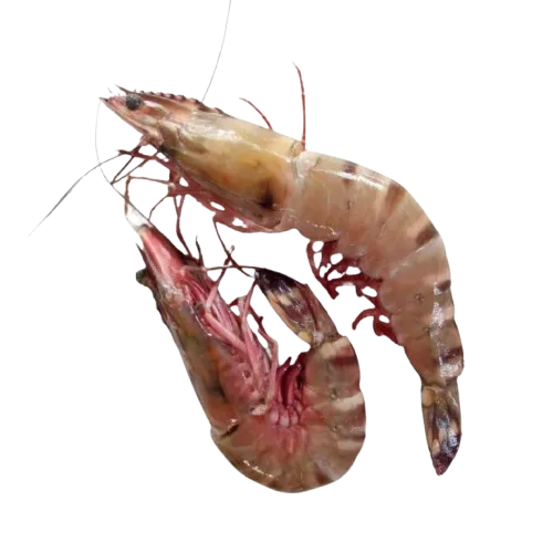Sea tiger shrimps supplier in UAE