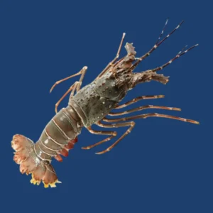 Frozen Lobster whole 800/1000 size