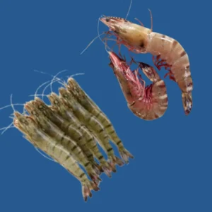 Tiger Shrimps
