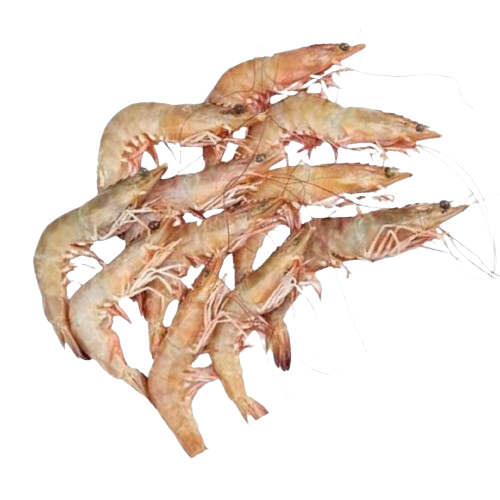 Scampi Shrimps in UAE