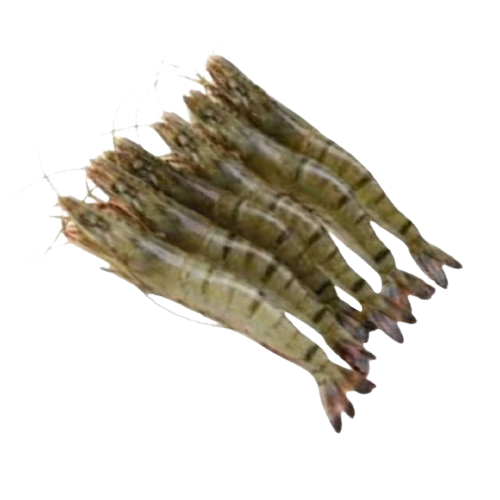 Shrimps Tiger