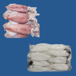 Squid whole