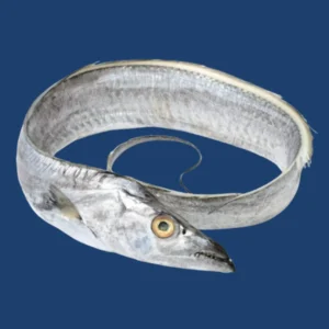 Belt Fish supplier in UAE