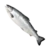 Salmon Whole Fish