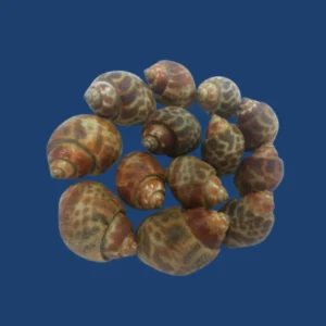 Baigai Snails supplier in UAE