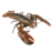 Lobster