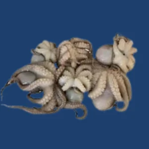 Frozen Baby Opctopus