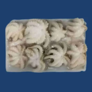 Frozen Baby Octopus 10/20 Ice block