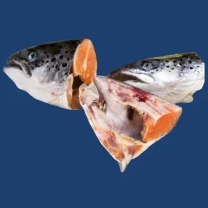 Salmon Head