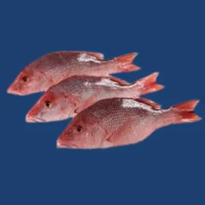 Red Snapper Fish whole product image