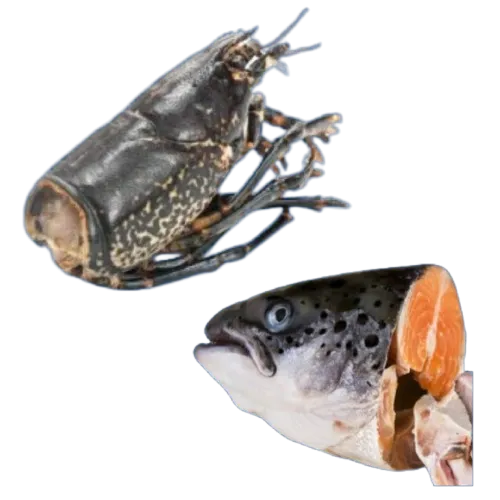 Fish Heads