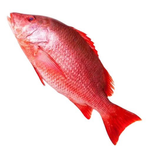 Red Snapper Menu Image