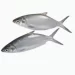 Frozen Milk fish supplier in UAE