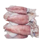 Frozen squid whole supplier in UAE