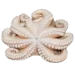Frozen Octopus