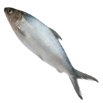 Milk Fish Menu Image