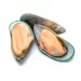 Half-Shell Mussels New Zealand